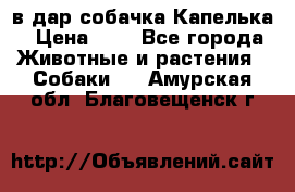 в дар собачка Капелька › Цена ­ 1 - Все города Животные и растения » Собаки   . Амурская обл.,Благовещенск г.